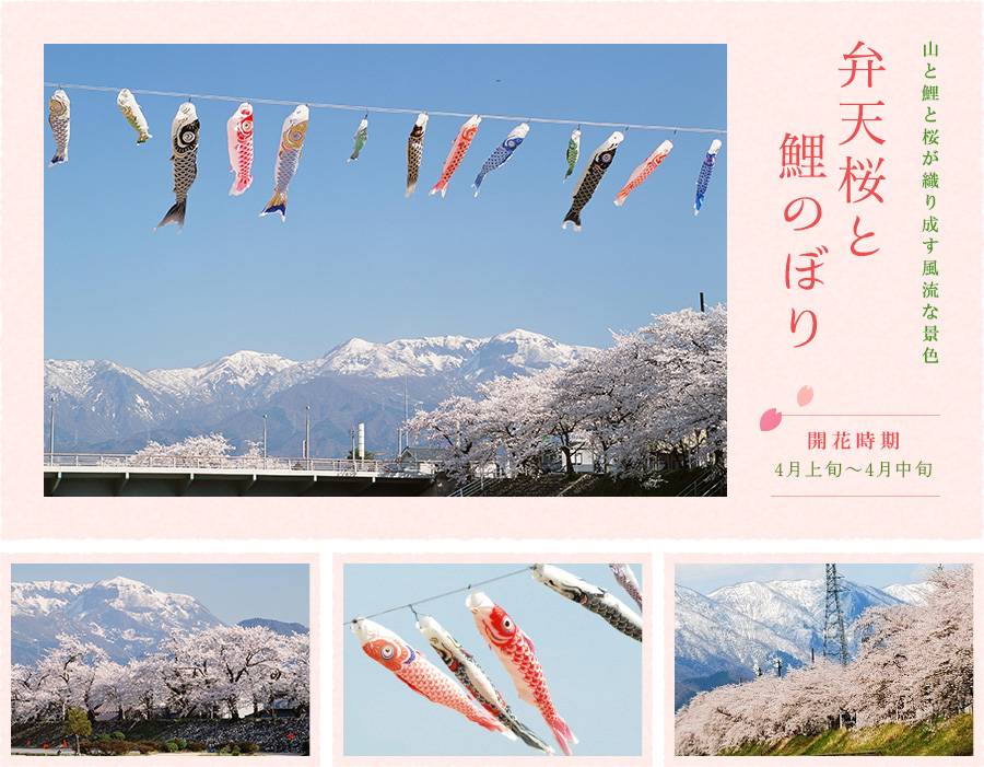 山と鯉と桜が織り成す風流な景色 弁天桜と鯉のぼり -img-