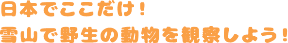 日本でここだけ！雪山で野生の動物を観察しよう！