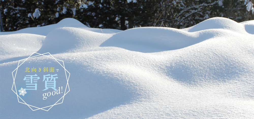 北向き斜面で雪質最高！