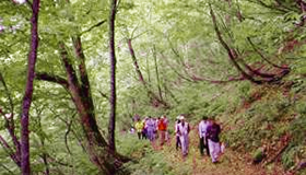 Paseo por el bosque nativo de Buna (haya japonesa)